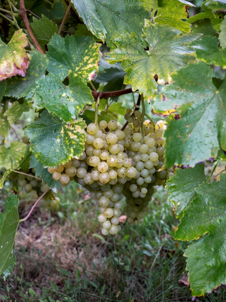 raisin, grappe, ESAT, Pontlevoy, Loir-et-Cher
